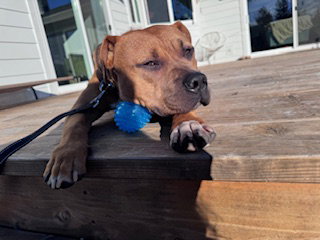 picture of the dog needing adoption