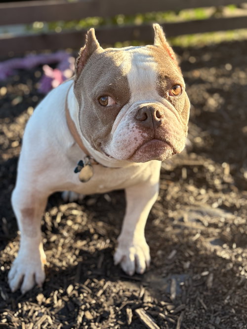 picture of the dog needing adoption