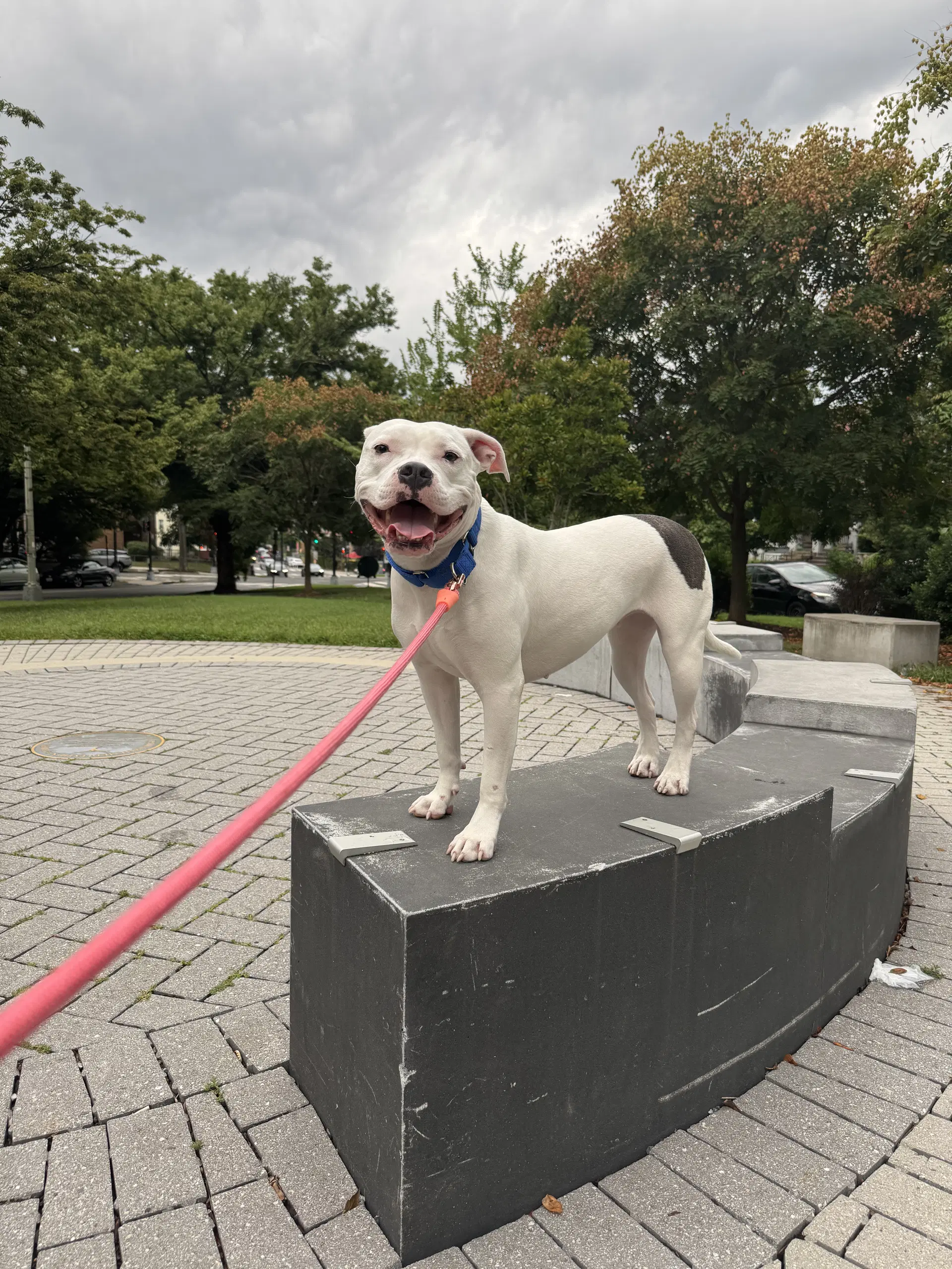 Moo - American Pit Bull Terrier