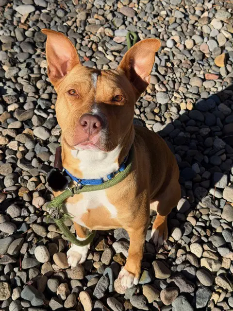 Nana - American Staffordshire Terrier