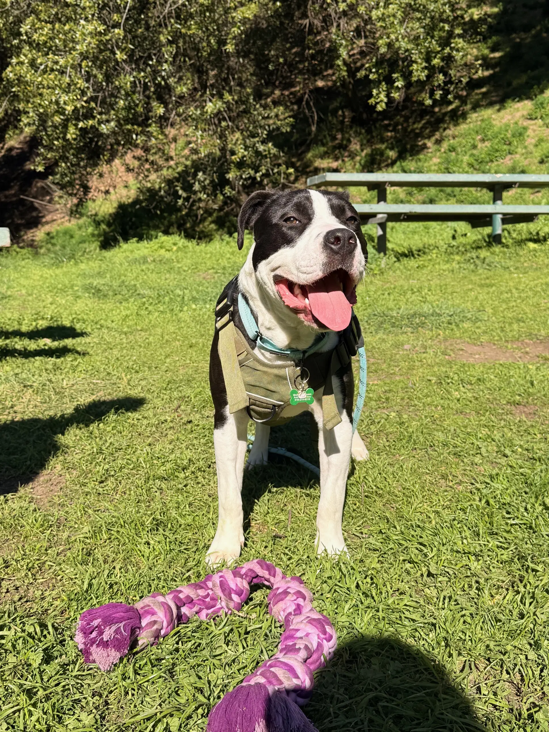 Lil John - American Pit Bull Terrier