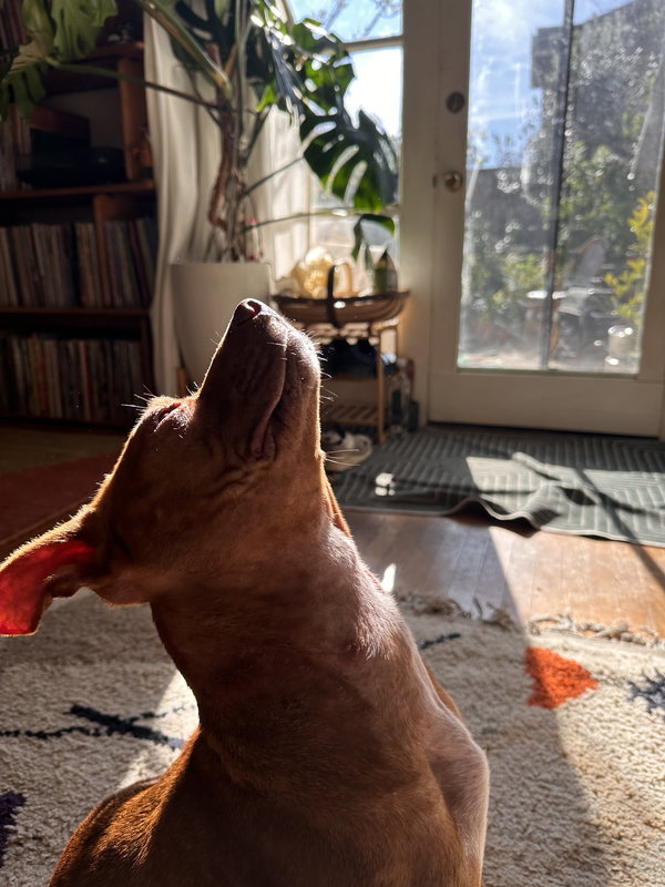 Joni