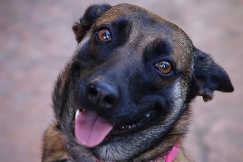 Cheyenne photo 4
