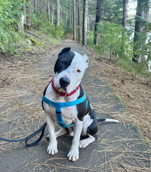 picture of the dog needing adoption