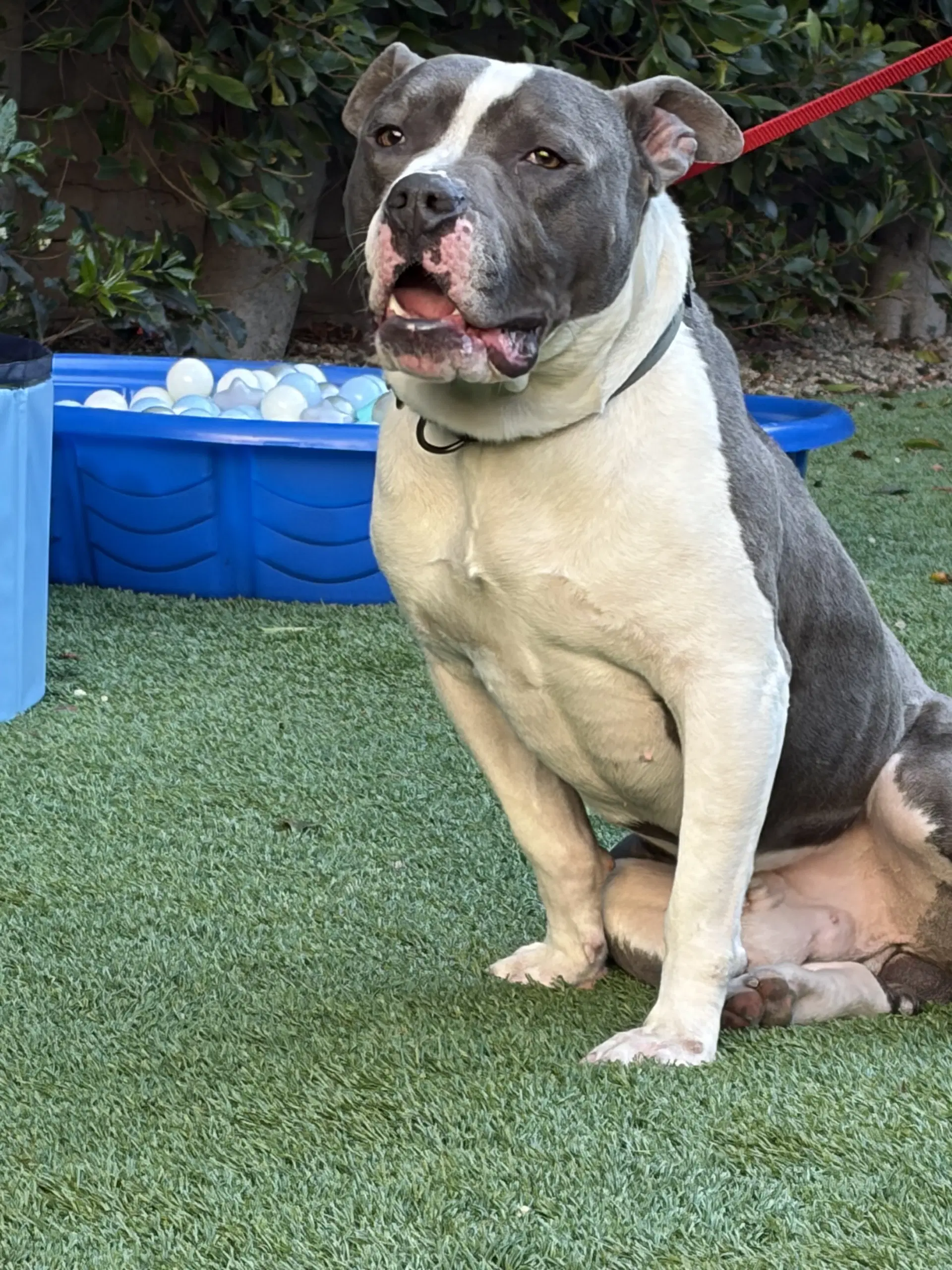 Zeus - American Pit Bull Terrier