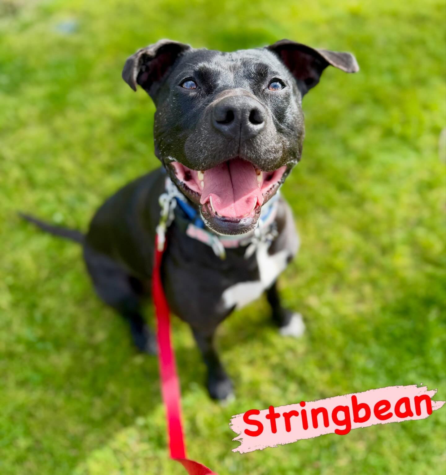 Stringbean