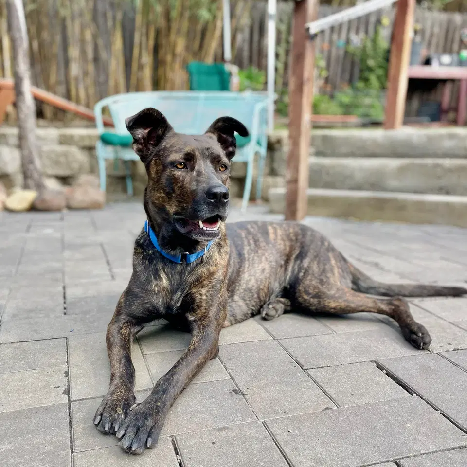 Honey - Belgian Shepherd Malinois
