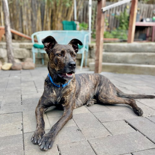 Honey, an adoptable Belgian Shepherd Malinois in Berkeley, CA