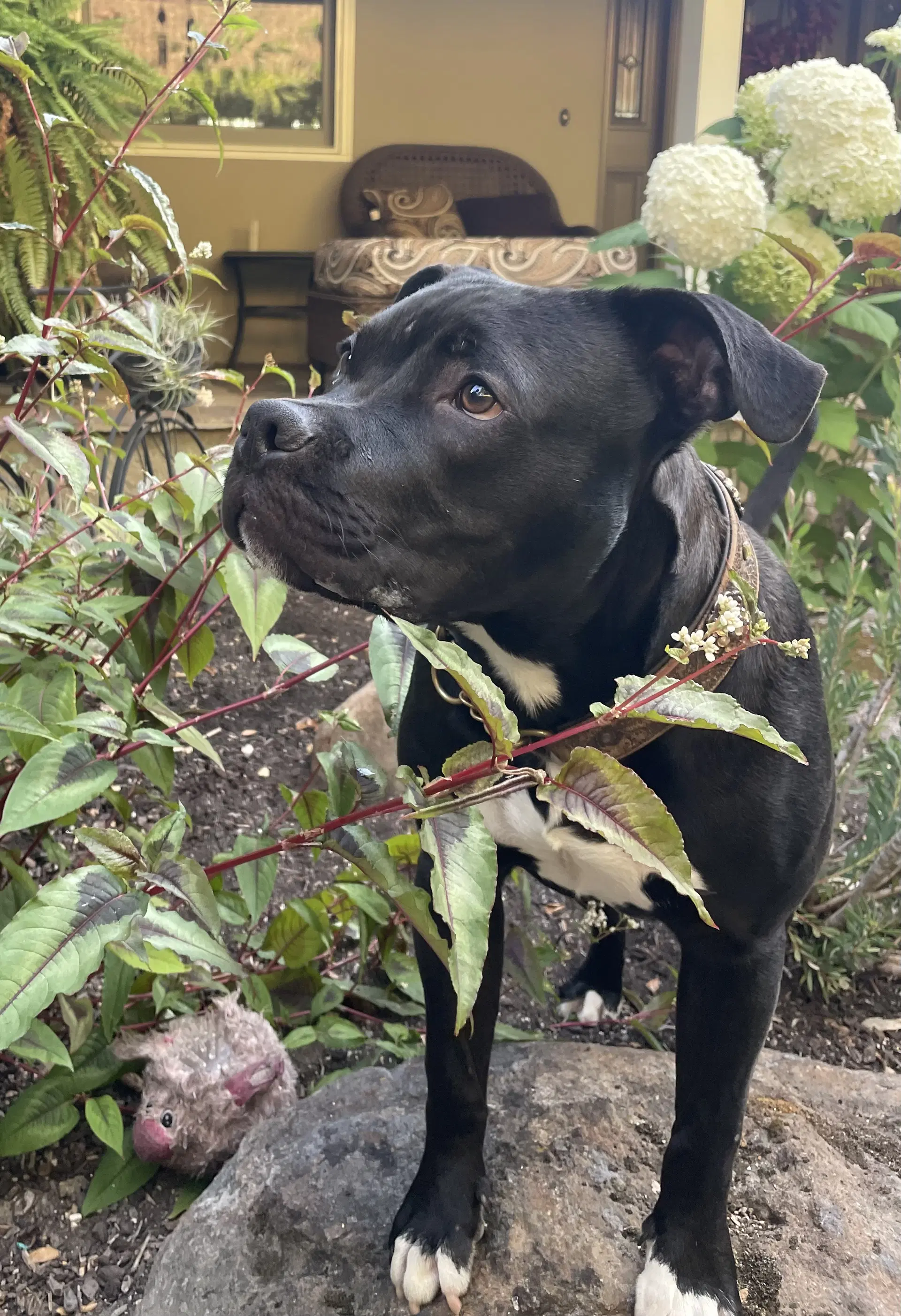Buddy - American Staffordshire Terrier