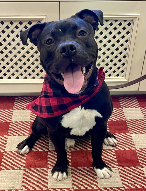 Buddy photo 4