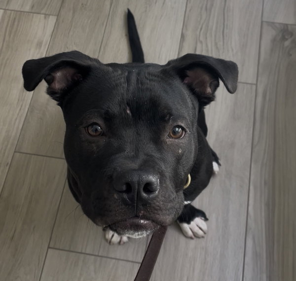 Buddy