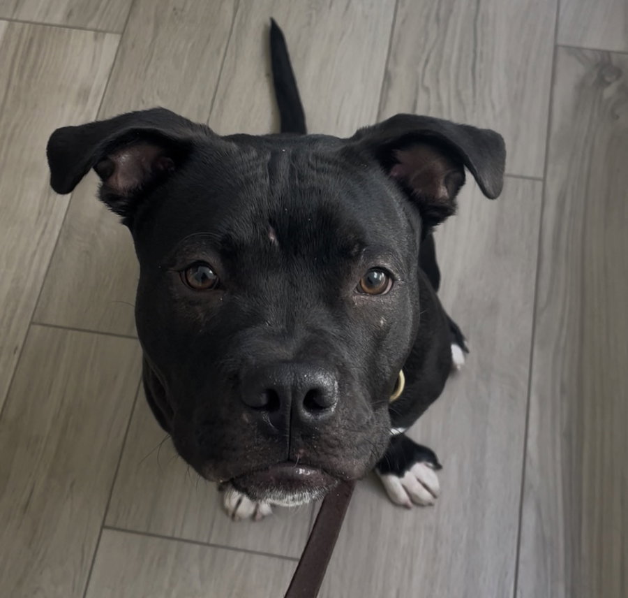 Buddy