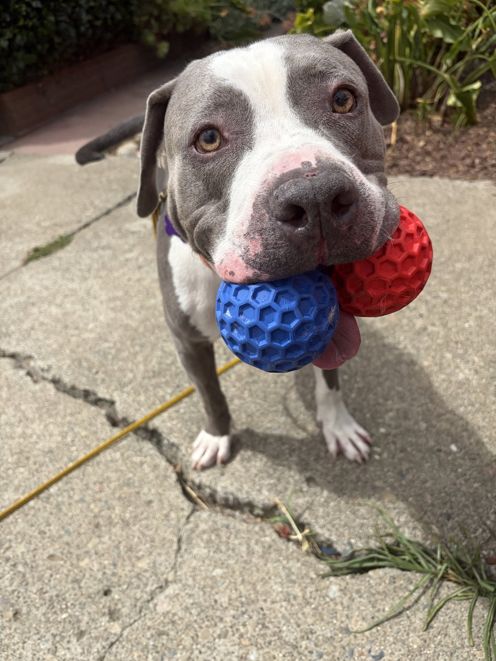 Cliffy, American Pit Bull Terrier