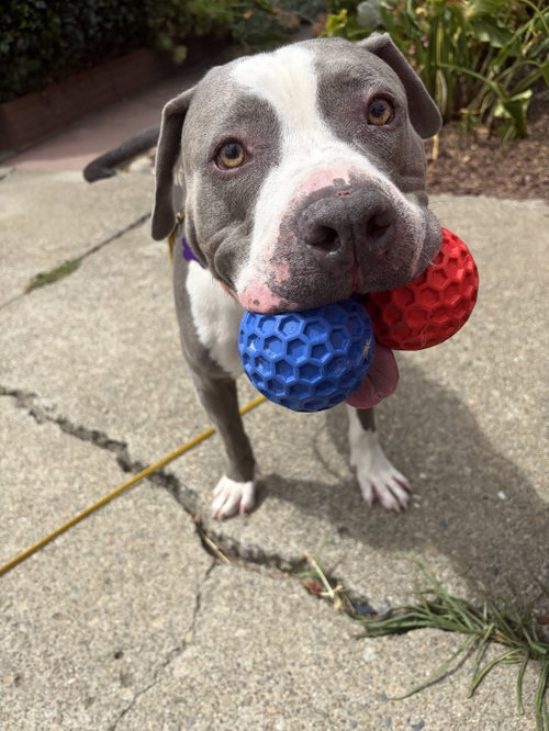 picture of the dog needing adoption