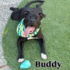 Buddy — Berkeley, CA Adoption
