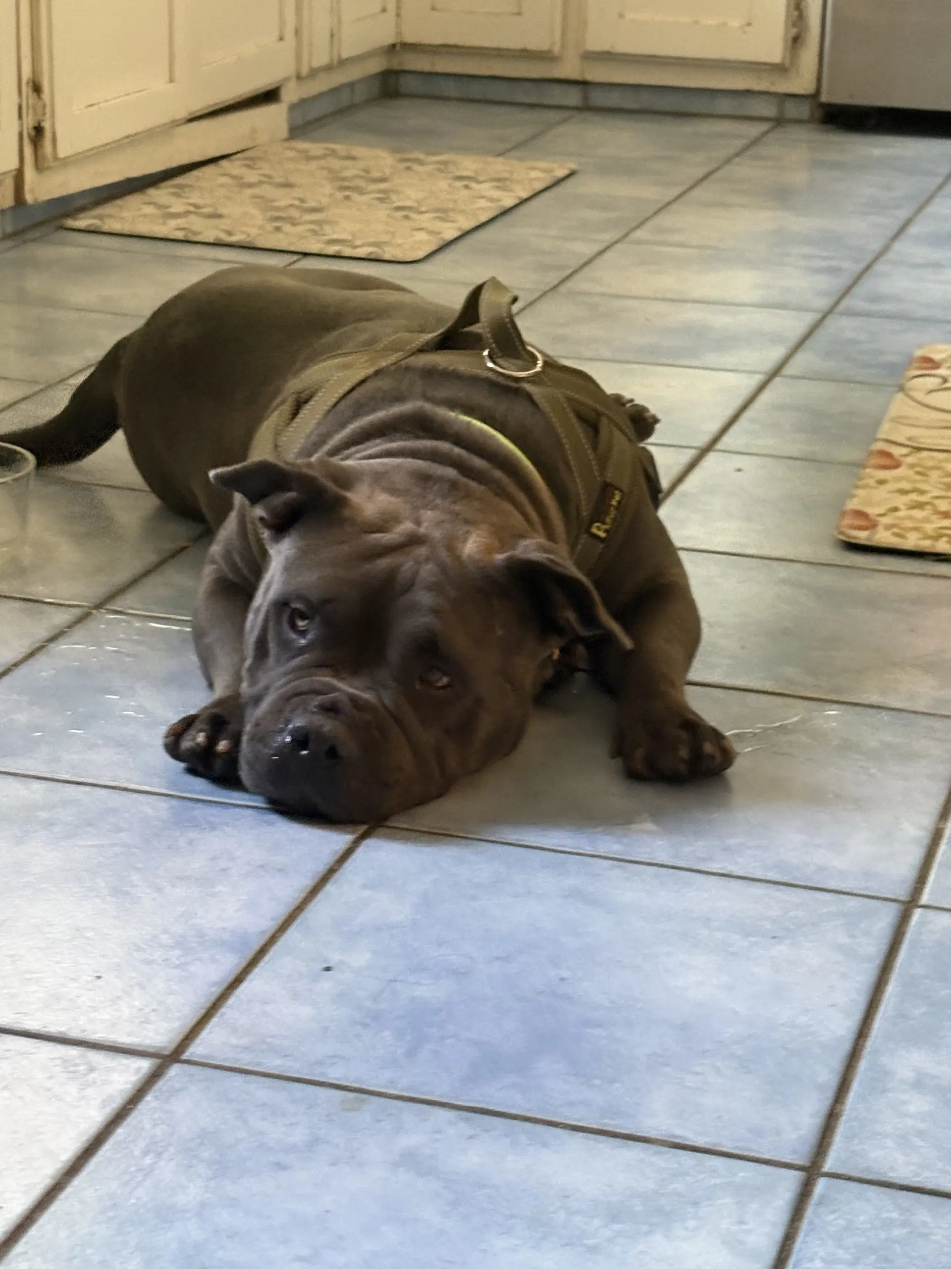 Abby image 3