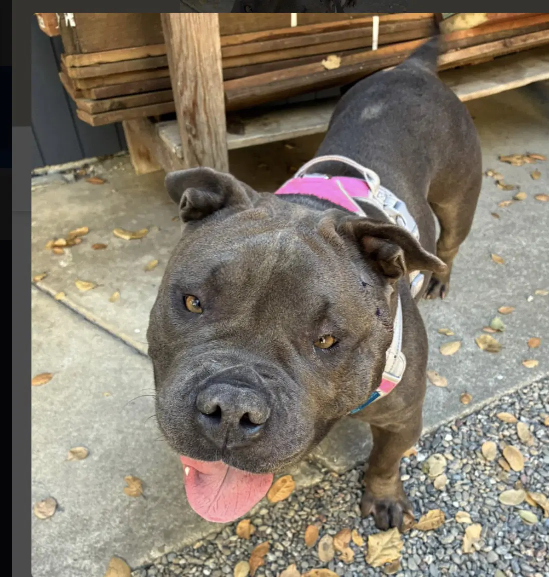 Abby image 4