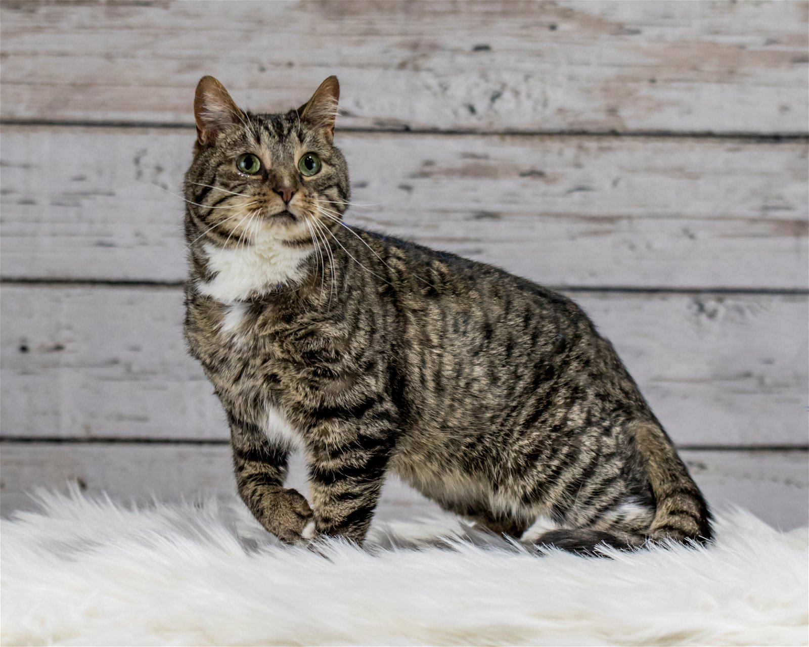 adoptable Cat in Farmington, MN named Roo C1514