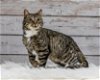 adoptable Cat in r, MI named Roo C1514