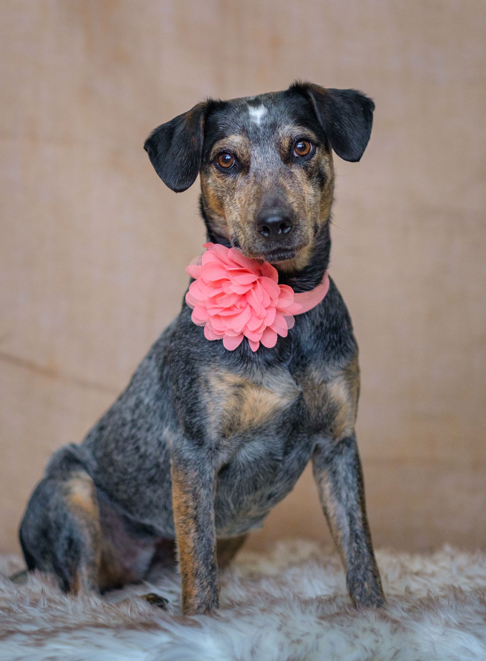 Heeler store schnauzer mix