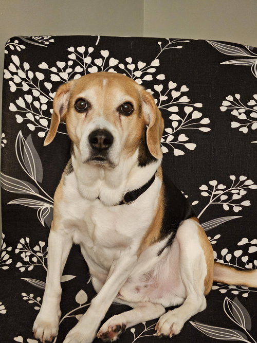 picture of the dog needing adoption