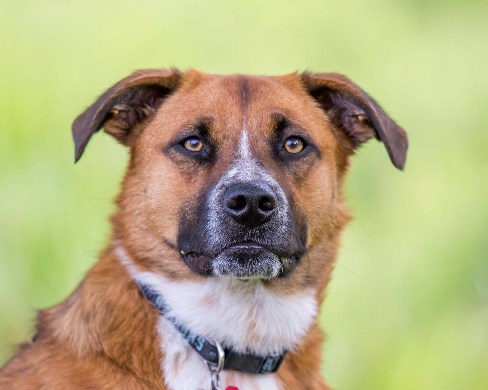 adoptable Dog in Farmington, MN named Jagger D5198