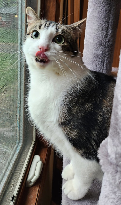 picture of the cat needing adoption