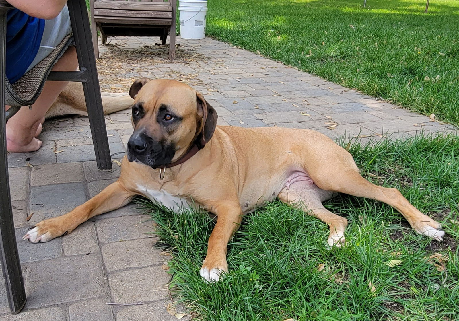 Dog adoption in Farmington, MN 55024: Boxer / Hound / Mixed Dog 