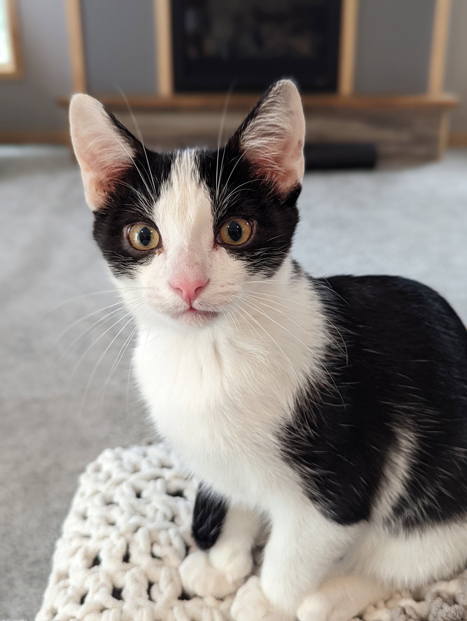 Cats for Adoption in Owatonna, Minnesota Alpha Paw