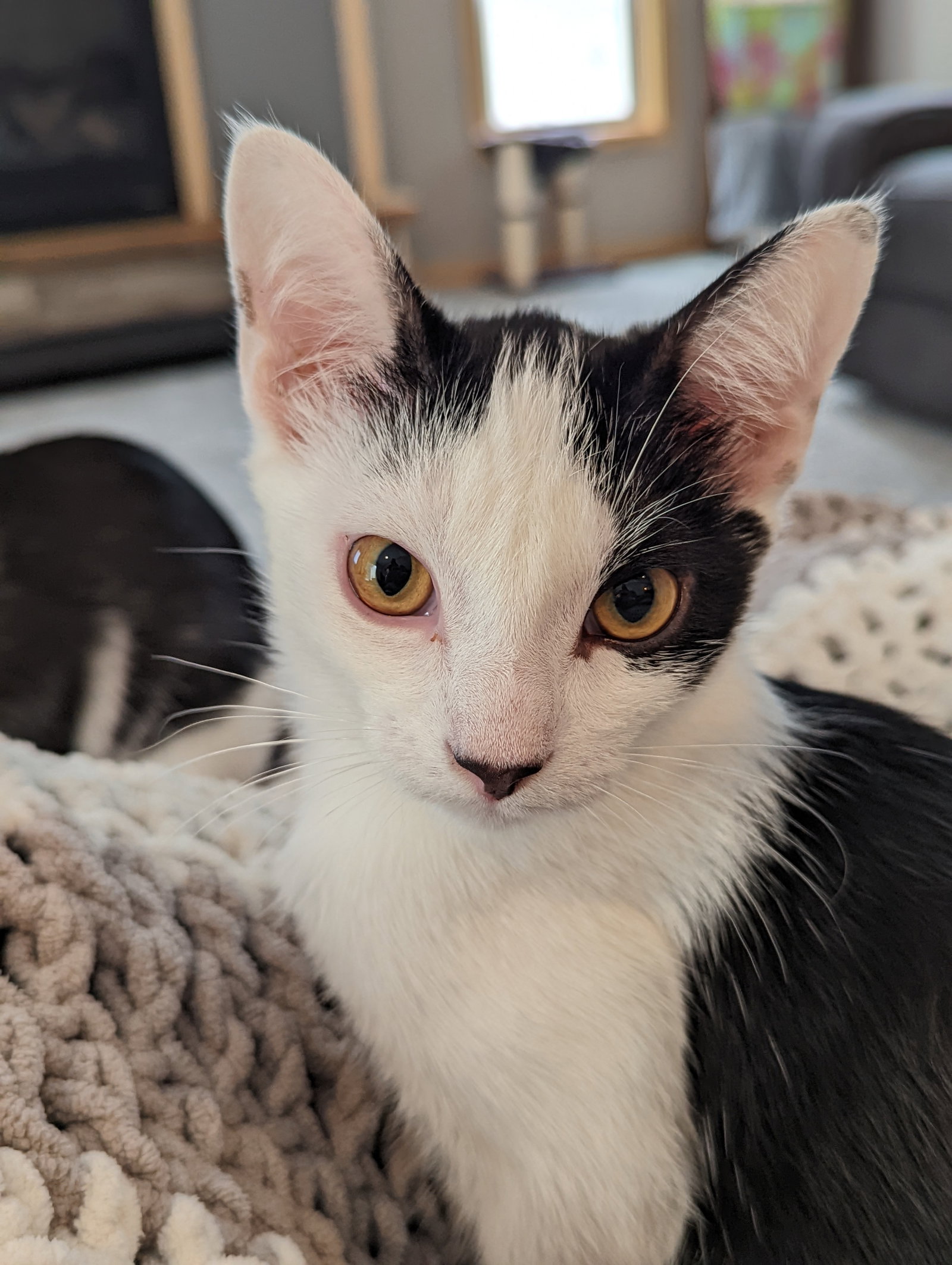 Cats for Adoption in Owatonna, Minnesota Alpha Paw