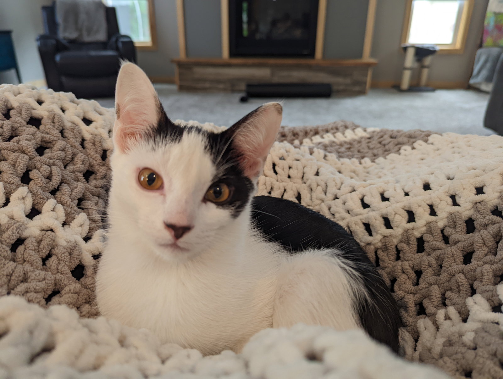 Cats for Adoption in Owatonna, Minnesota Alpha Paw