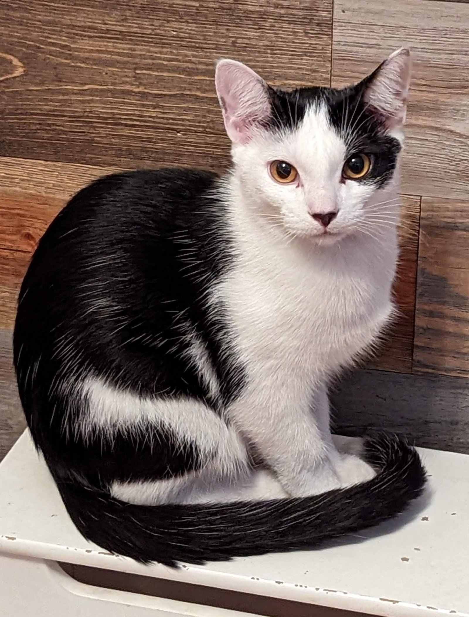 Cats for Adoption in Owatonna, Minnesota Alpha Paw