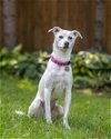 adoptable Dog in , MN named Lila D5727