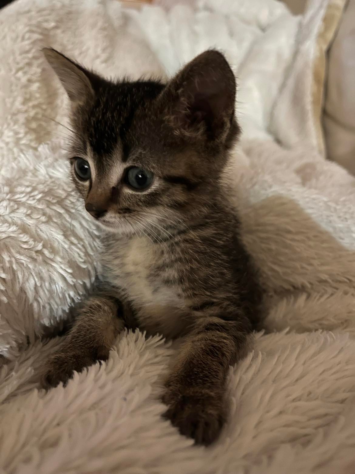 Cats for Adoption in Dodge Center, Minnesota | Alpha Paw