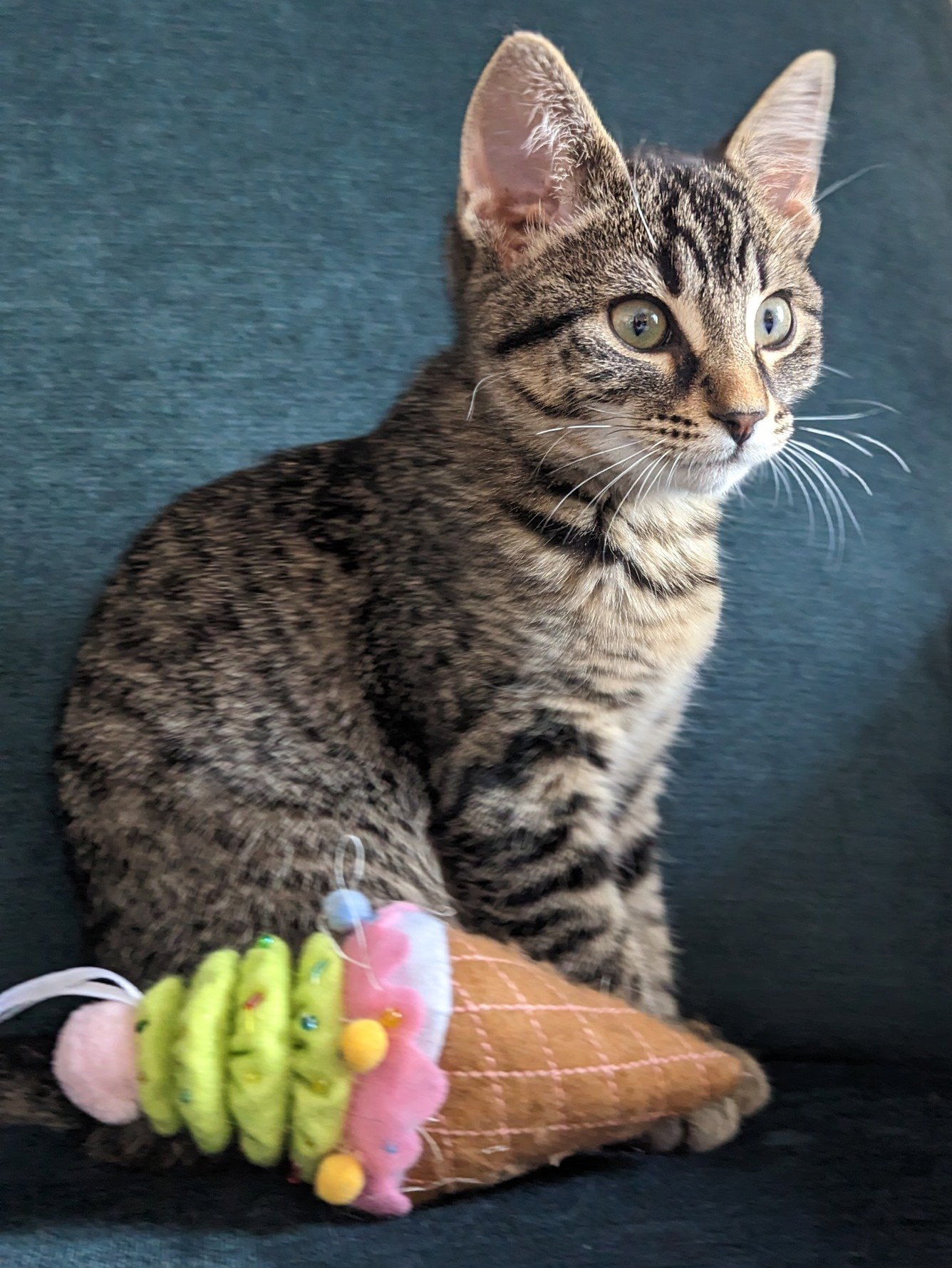 Cats for Adoption in Faribault, Minnesota Alpha Paw