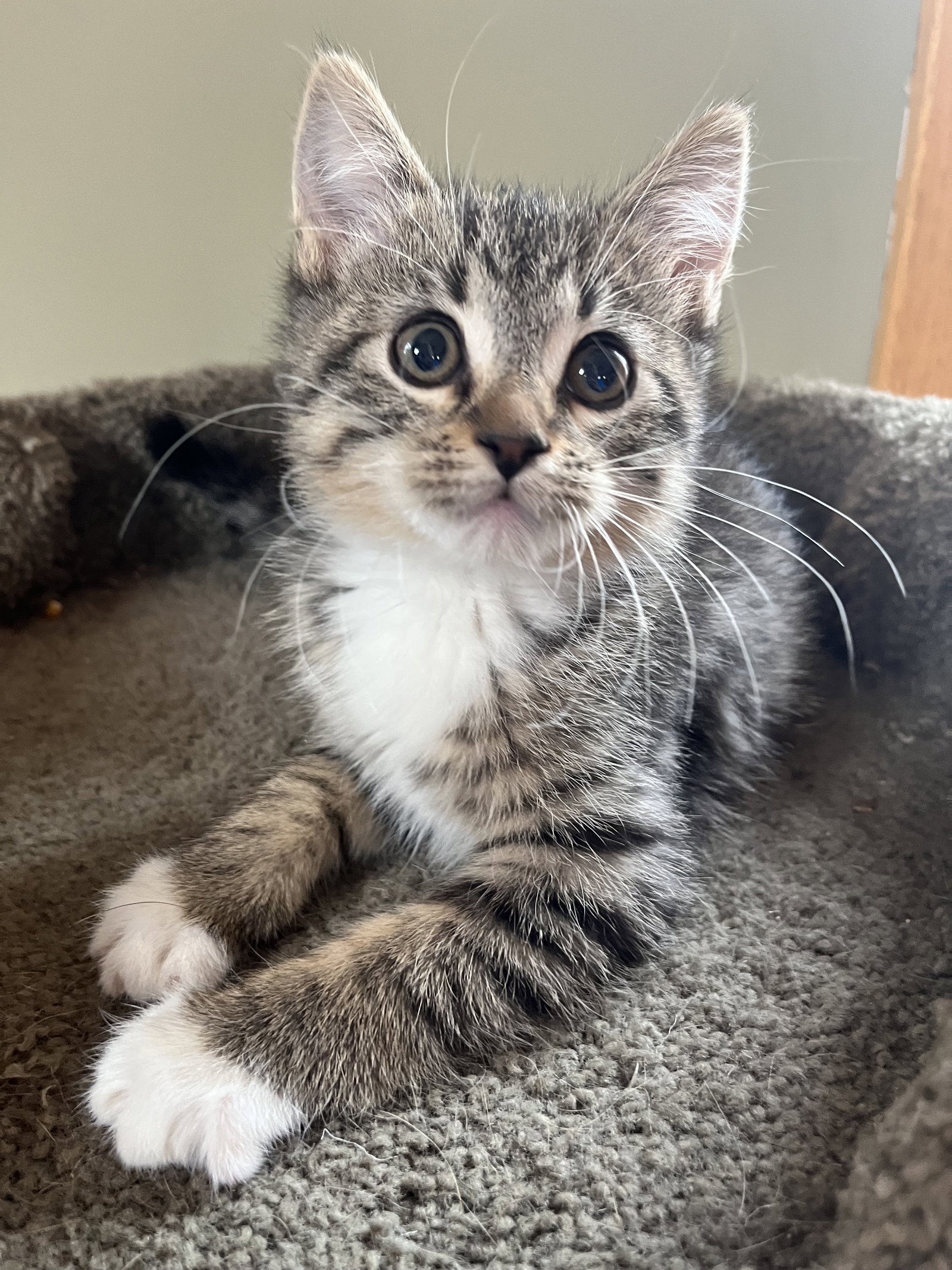 Cats for Adoption in Dodge Center, Minnesota | Alpha Paw