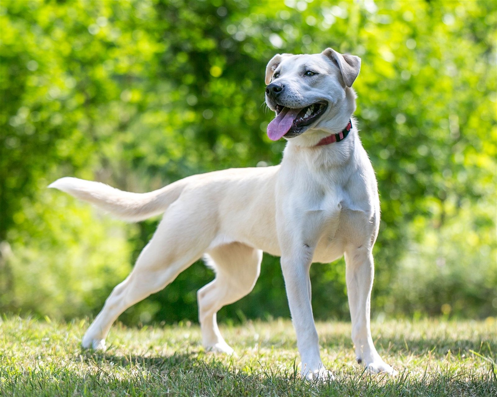 adoptable Dog in Farmington, MN named Elsie D5813
