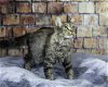 adoptable Cat in , MN named Juicy Lucy C4281