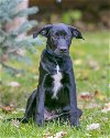 adoptable Dog in farmington, MI named Silvia D5853