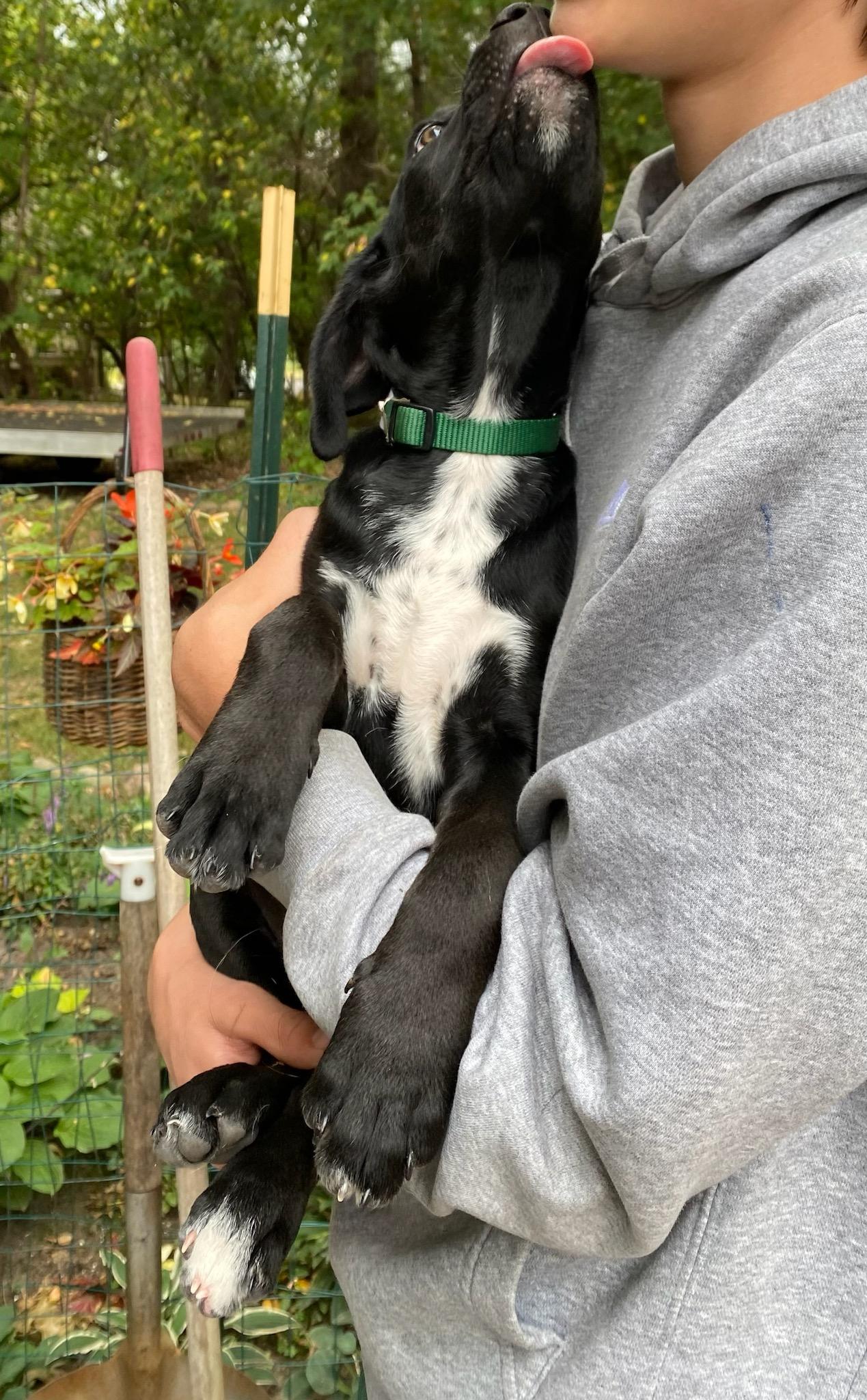 Dog for adoption - Brady, a Labrador Retriever Mix in Zimmerman, MN