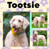 Tootsie D5863