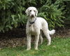 adoptable Dog in farmington, MN named Tootsie D5863
