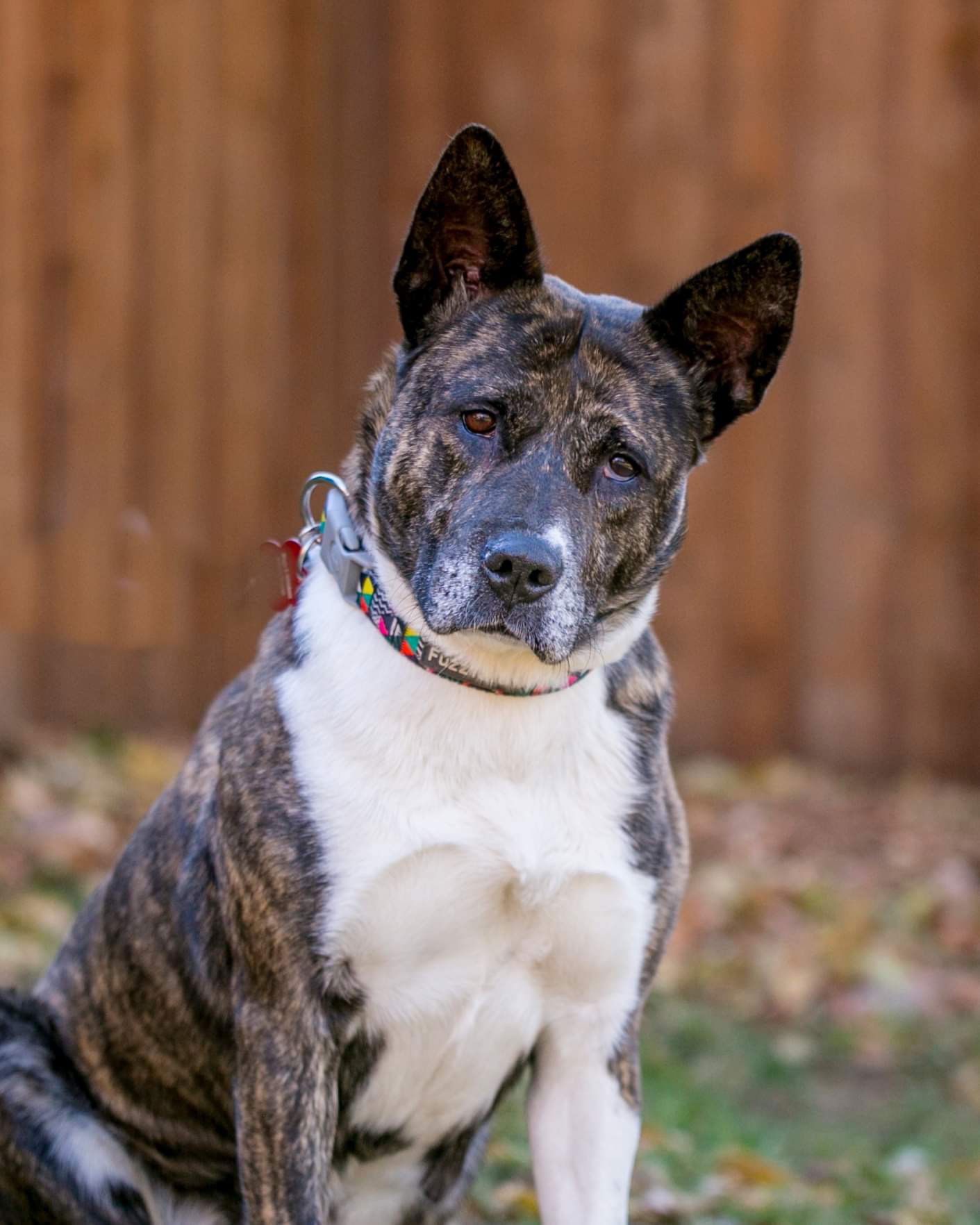 Brindle akita pitbull sales mix