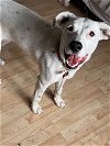 adoptable Dog in , MN named Bell D5888