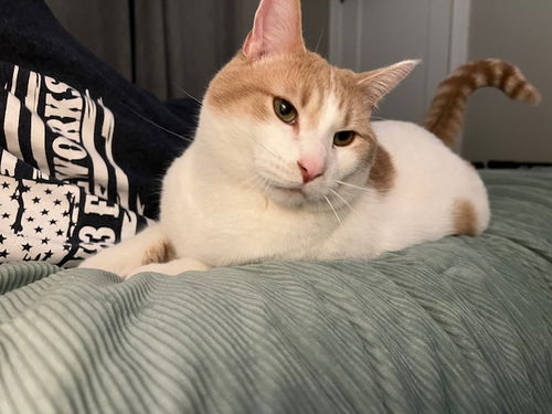picture of the cat needing adoption