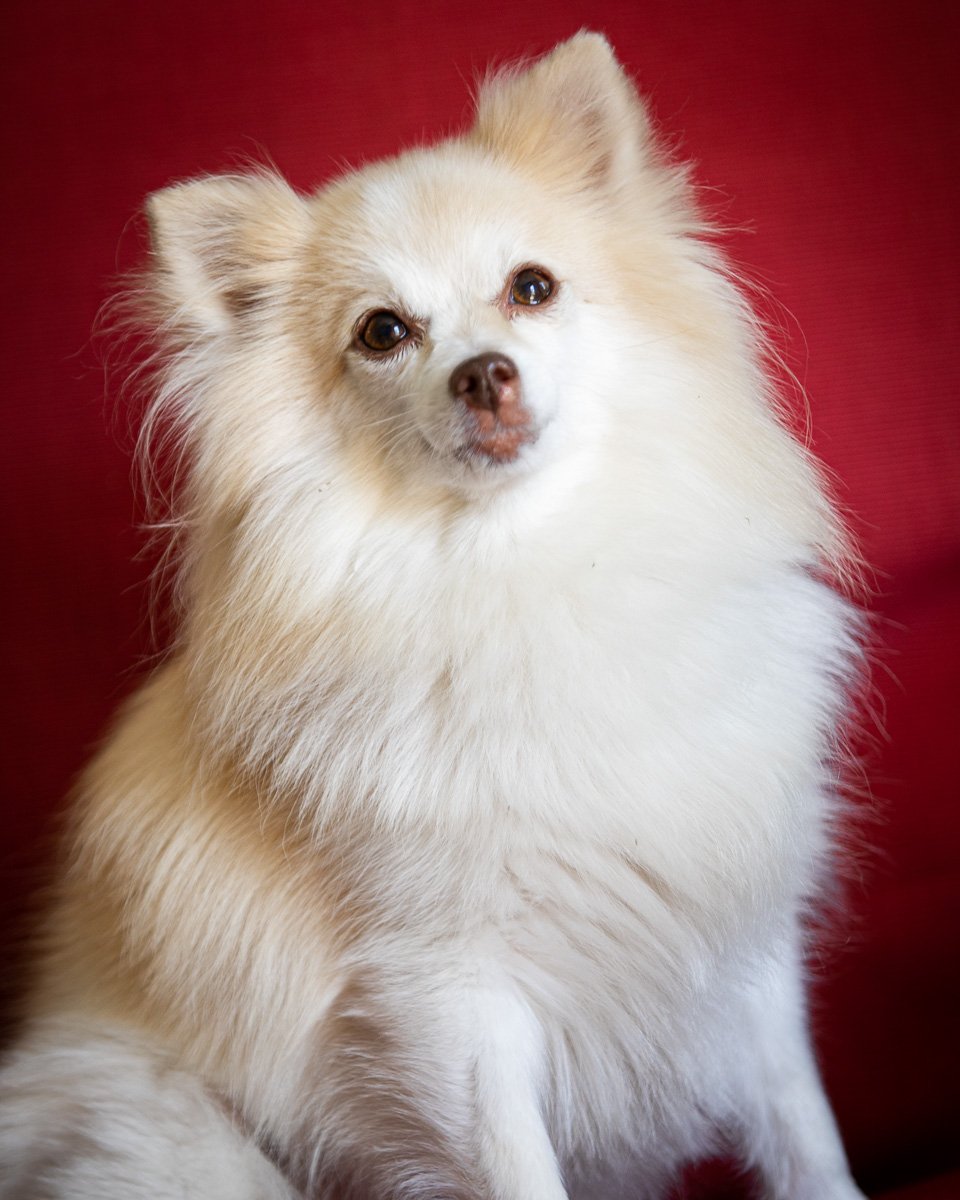 adoptable Dog in Farmington, MN named Lily D5904