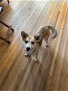 adoptable Dog in , MN named Luna D5905