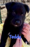 adoptable Dog in farmington, MI named Teddy D5897