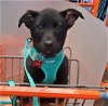 adoptable Dog in farmington, MN named Yogi D5898 - ADOPTION BEING FINALIZED