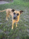 adoptable Dog in  named Kie D5916